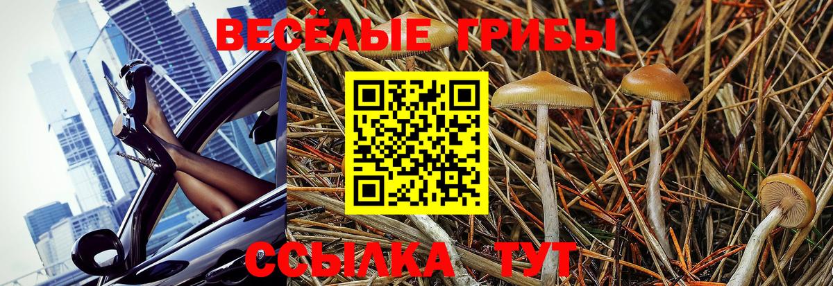 Псилоцибиновые грибы Psilocybine cubensis  Вход с VPN  Большой Камень  Псилоцибиновые грибы Psilocybe 